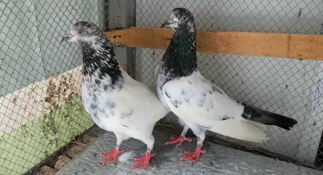 teddy breeder pair 8