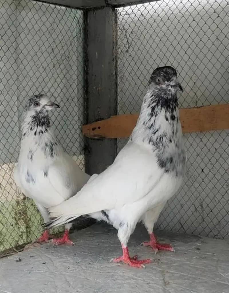 teddy breeder pair 9