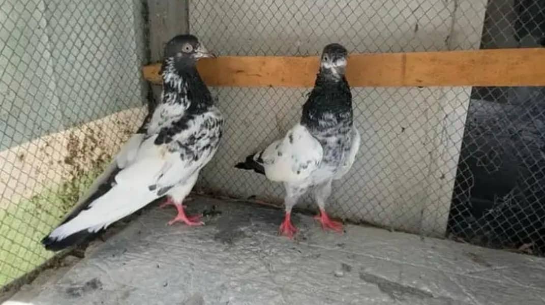 teddy breeder pair 10