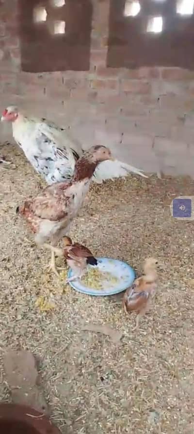 aseel murga murgi babies choose