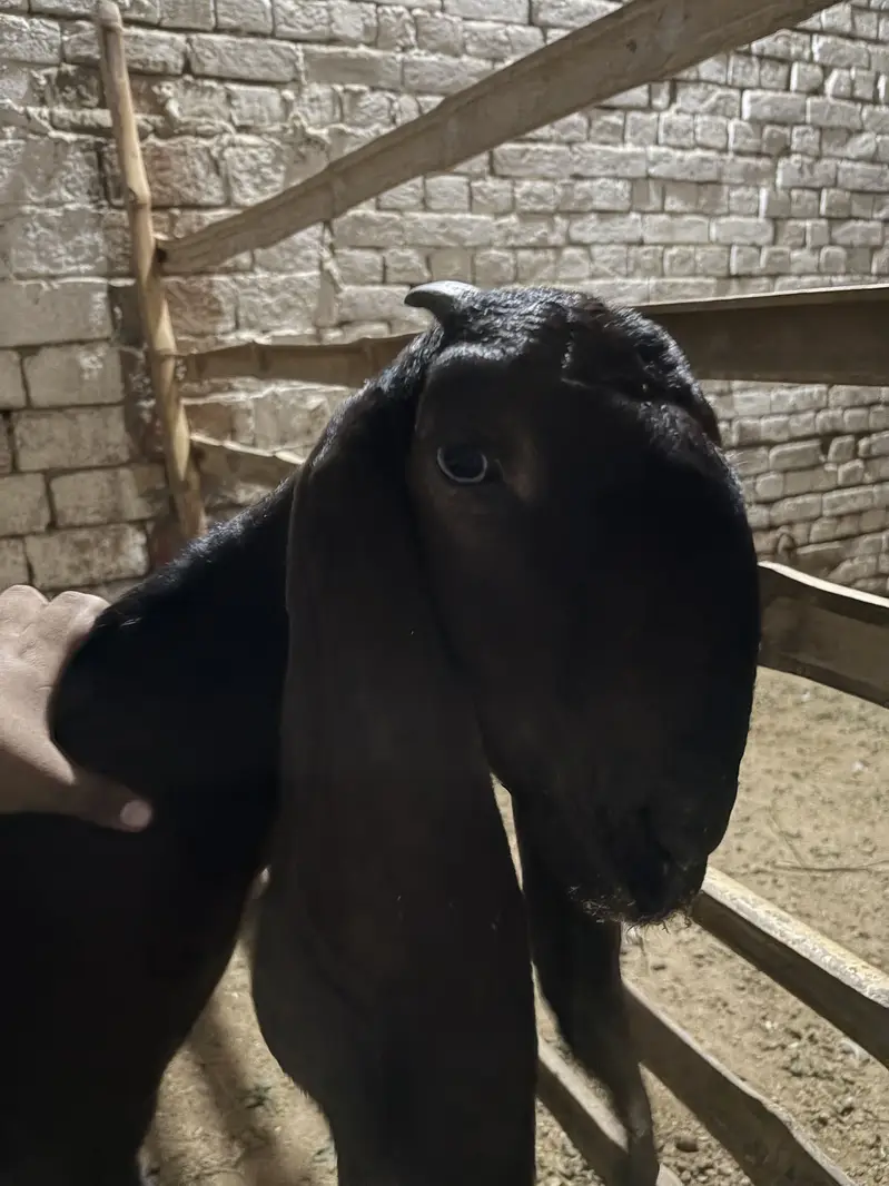 Pure beetal 2 dant pathh — photo 2