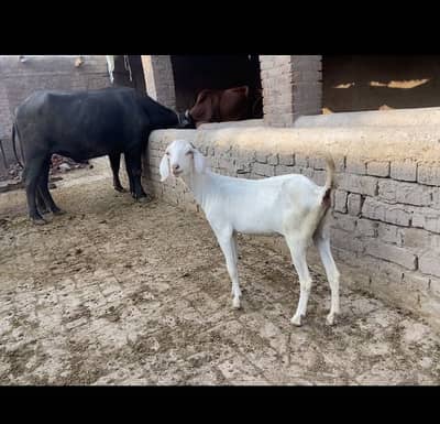 Khubsurat Dogli bakri Ablak print (Gabban)