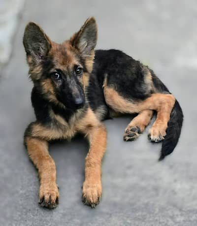 German Shepherd Puppy Female For Sale