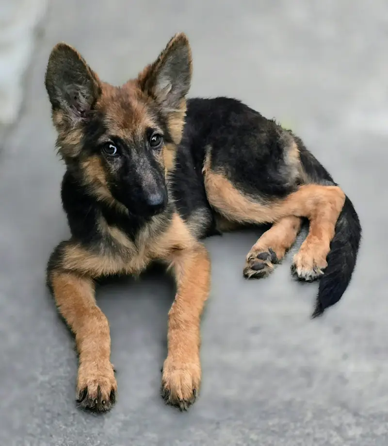 German Shepherd Puppy Female For Sale