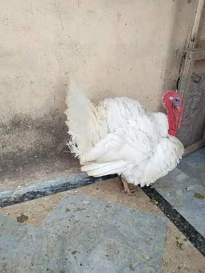 Turkey birds 9 females and 6 Males — photo 2