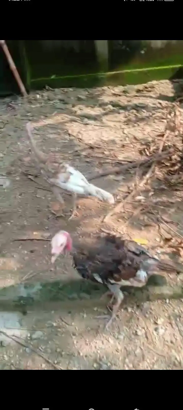Turkey birds 9 females and 6 Males — photo 5