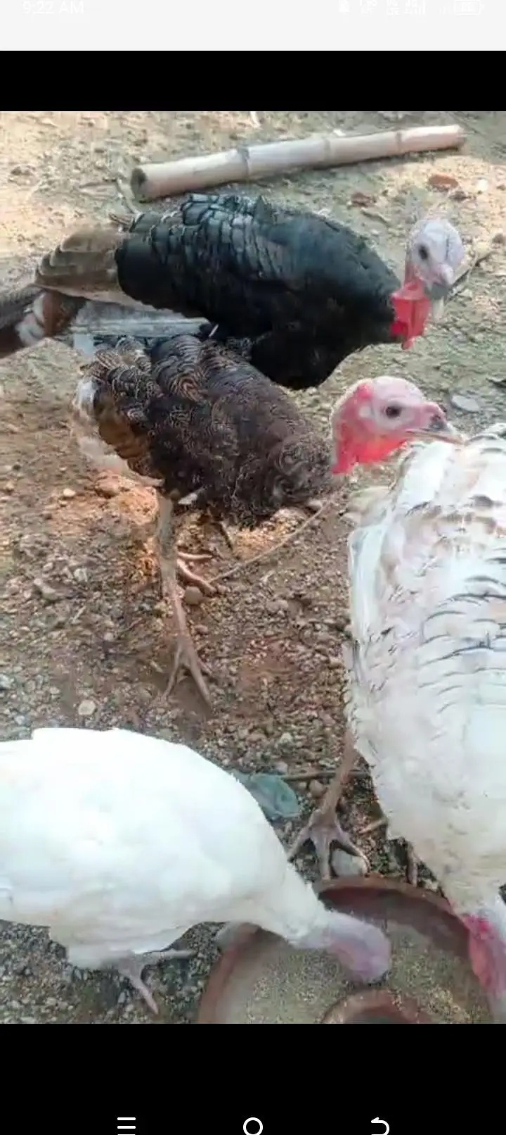 Turkey birds 9 females and 6 Males — photo 6