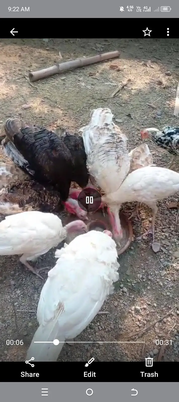 Turkey birds 9 females and 6 Males — photo 7