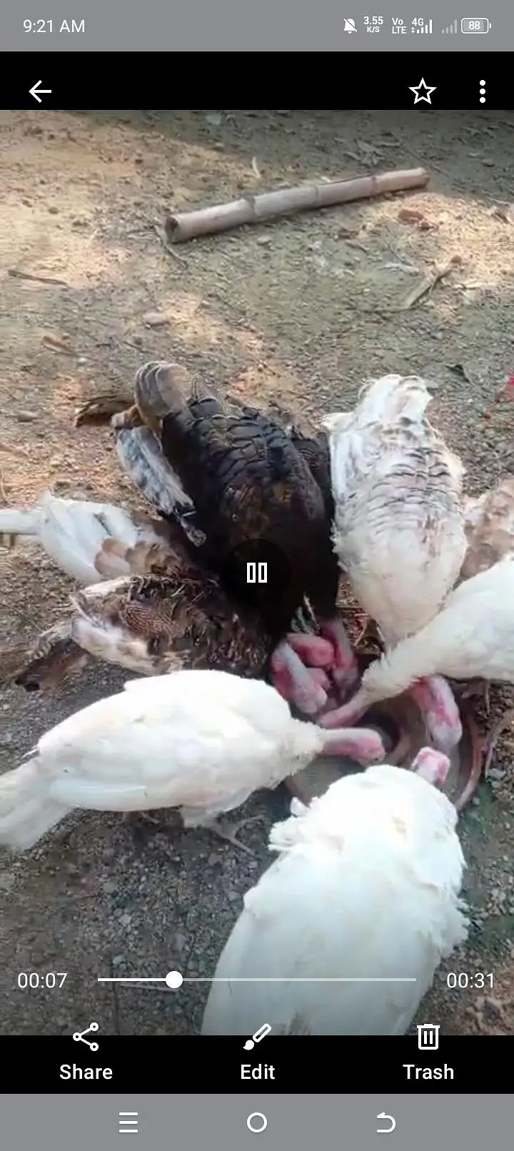 Turkey birds 9 females and 6 Males — photo 8