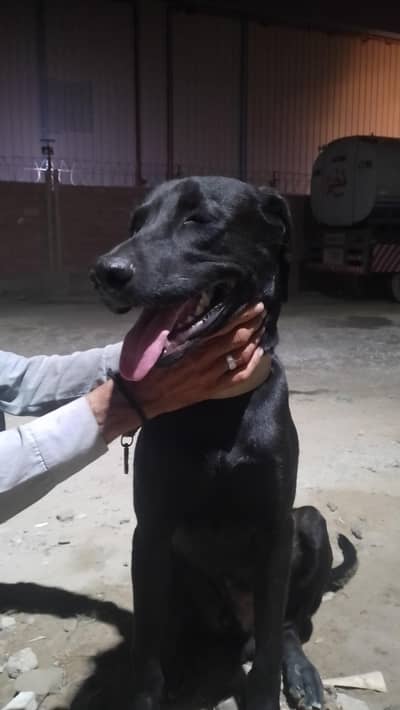 Labrador male  8 months for sale