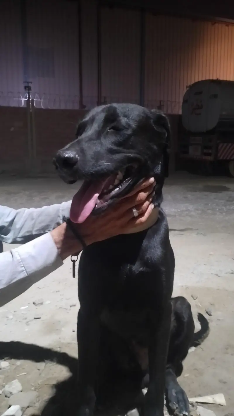 Labrador male  8 months for sale