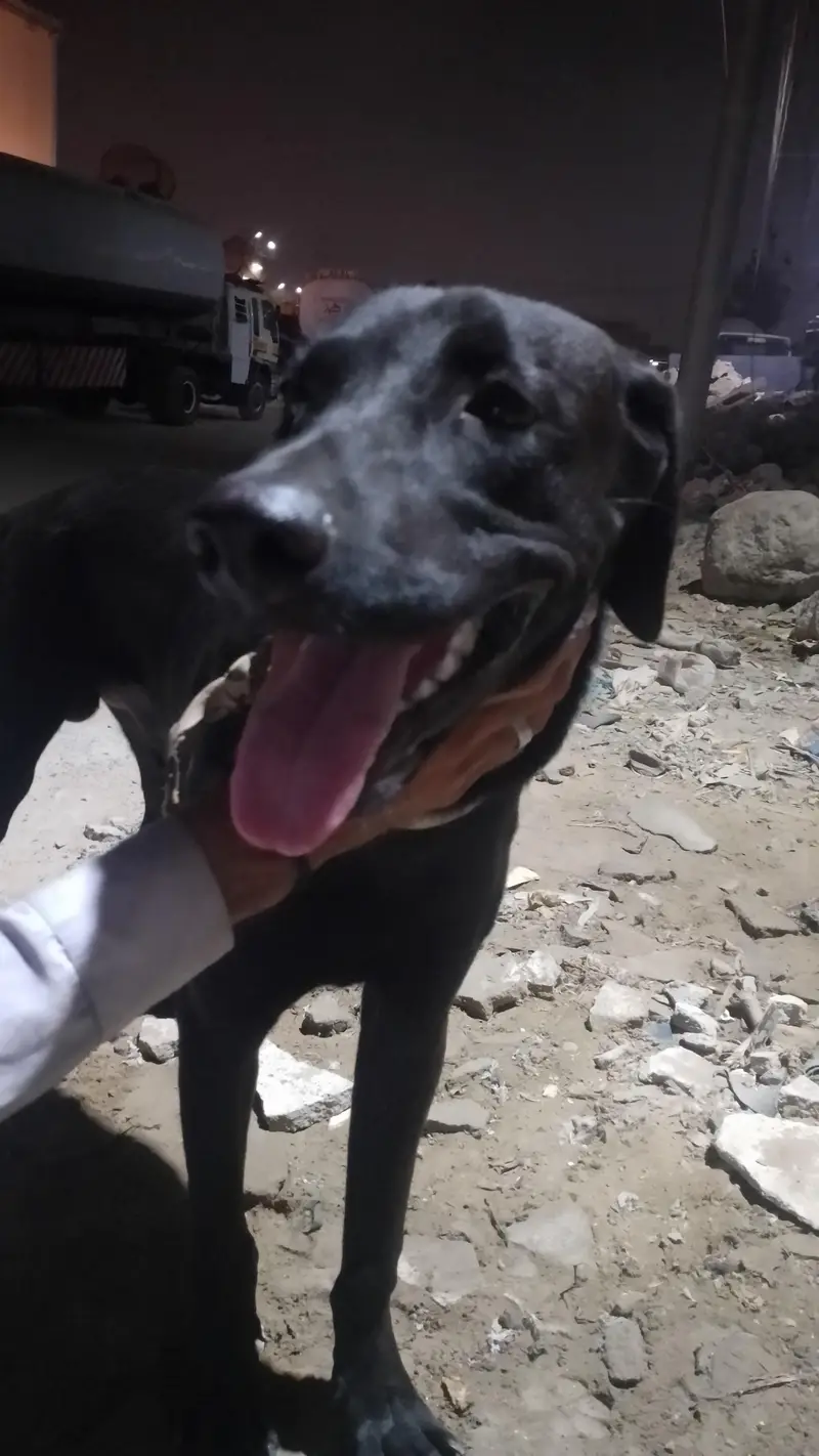 Labrador male  8 months for sale — photo 2