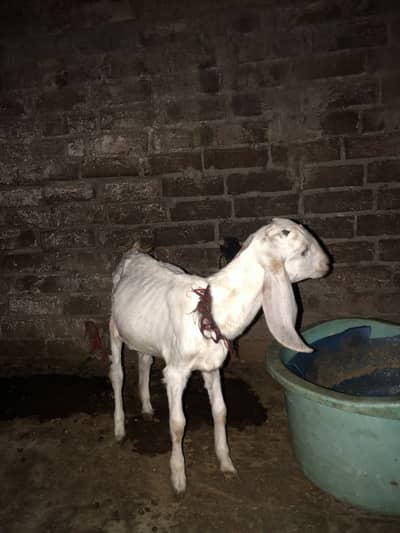 70000 urgent sale paso ki need ha