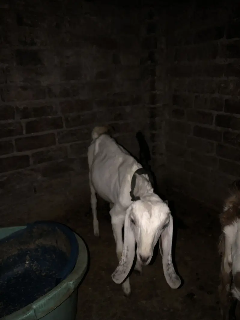 70000 urgent sale paso ki need ha — photo 2