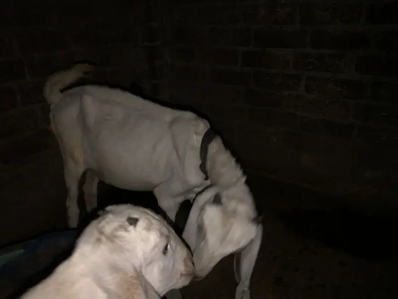 70000 urgent sale paso ki need ha — photo 3