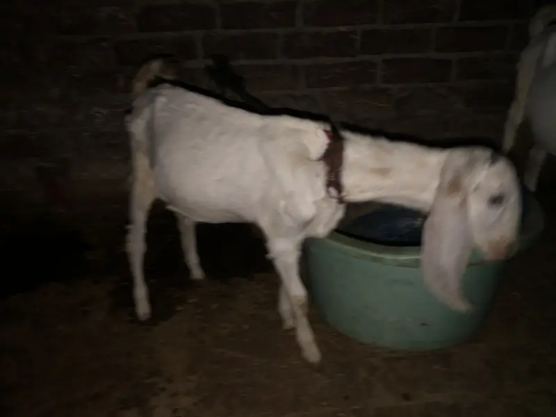 70000 urgent sale paso ki need ha — photo 4