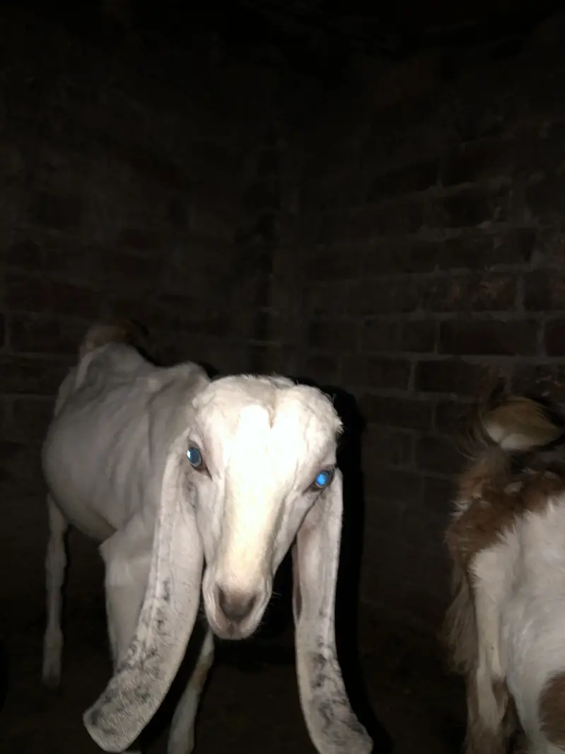 70000 urgent sale paso ki need ha — photo 5