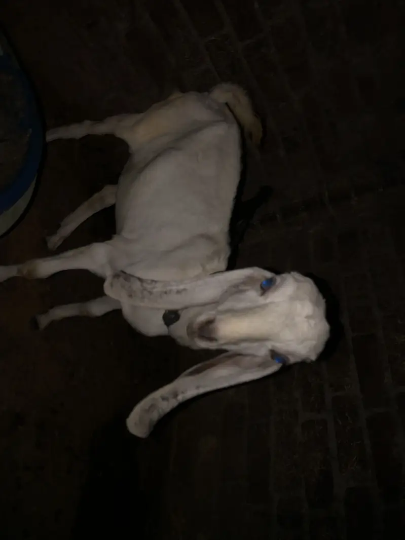 70000 urgent sale paso ki need ha — photo 7