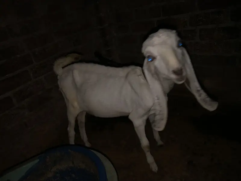 70000 urgent sale paso ki need ha — photo 8