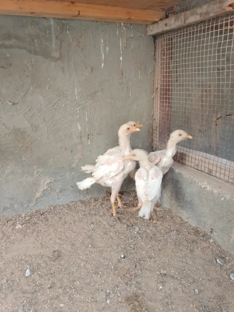 Thai hira aseel — photo 2