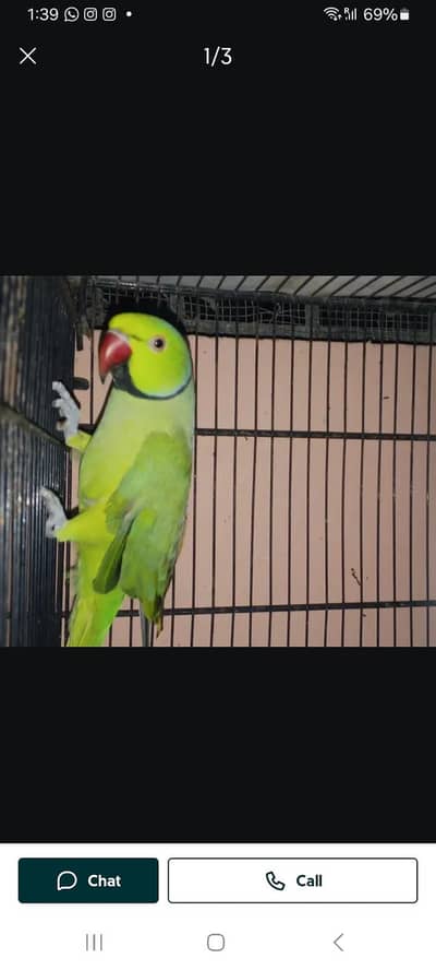 green ringneck pair