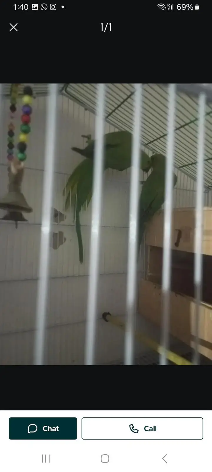 green ringneck pair — photo 2