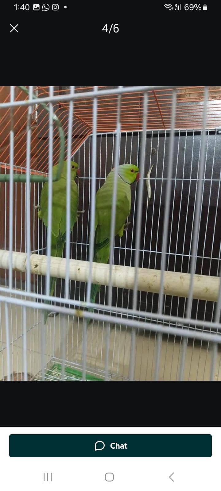 green ringneck pair 2