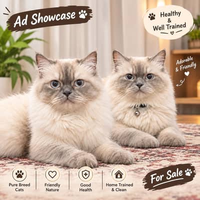 himaliyan cats pair for sale