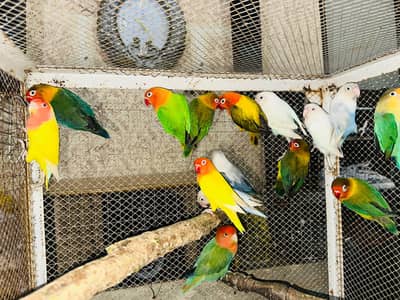 Lovebirds Breeder Pairs