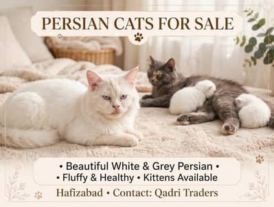 Persian kittens