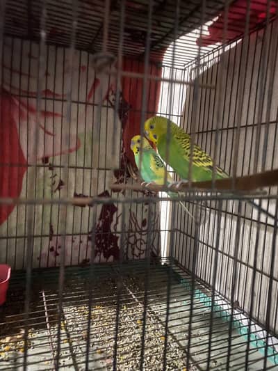 budgies pair with iron cage