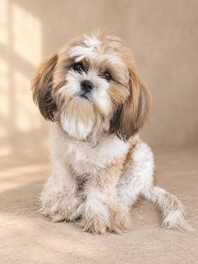 Shih Tzu Dog for Sale