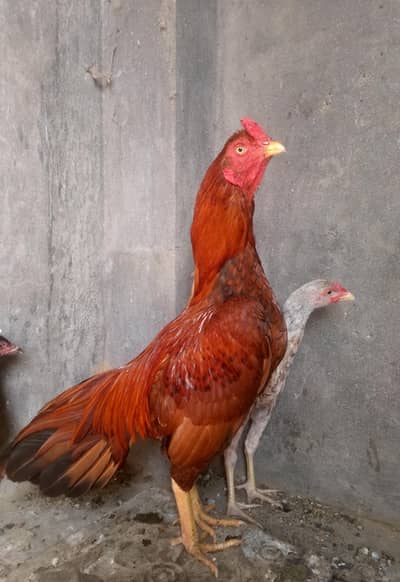 Aseel patha for sale