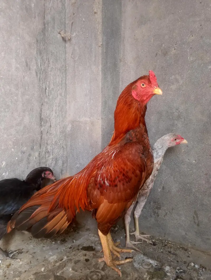Aseel patha for sale — photo 2