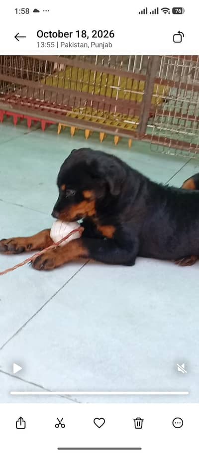 Rottweiler