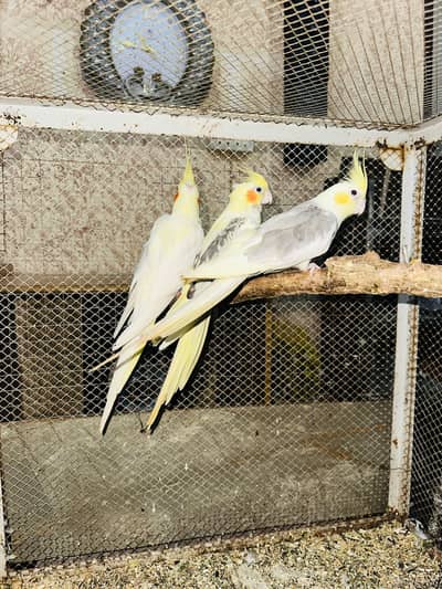 King Size Cocktail Breeder Pair 03114333791