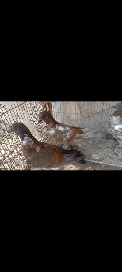 pigeon