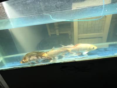 Urgent big koi for salee