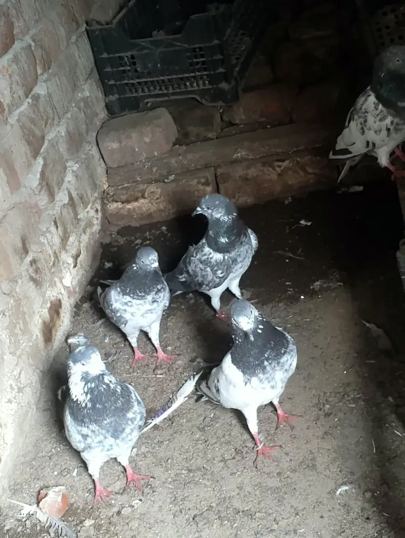 teddy golden Sialkot 15 pace 1000 pear Patti wale 15 pace 500 pear pac — photo 2