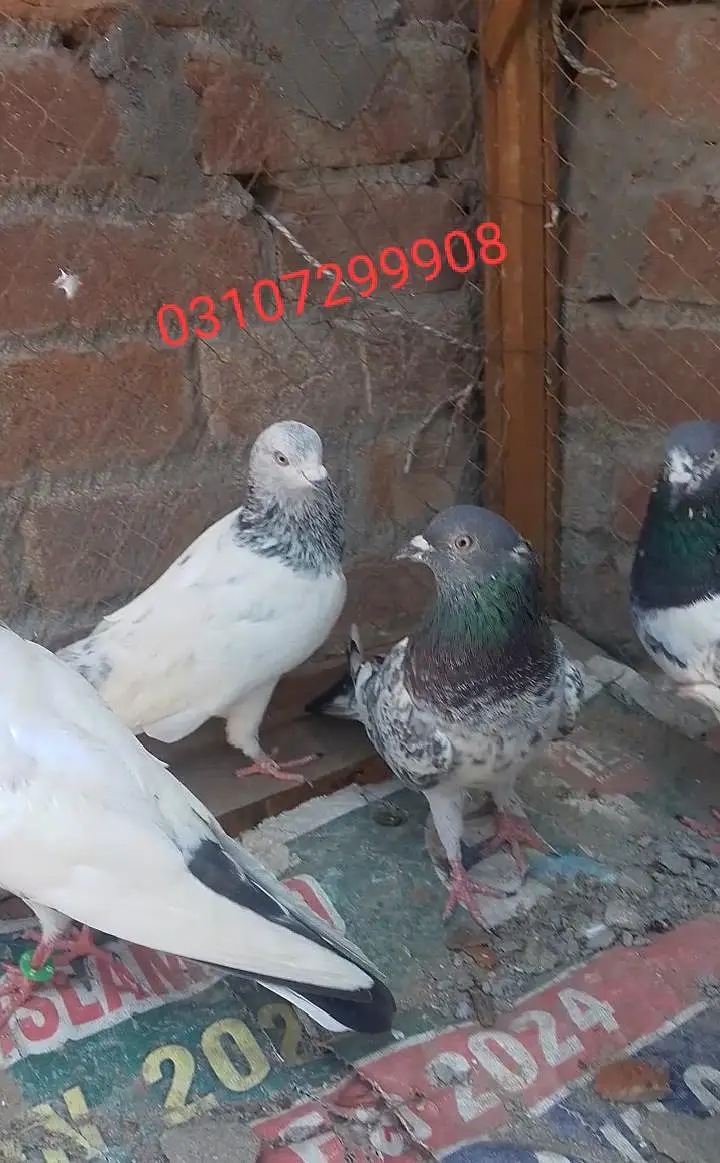 teddy golden Sialkot 15 pace 1000 pear Patti wale 15 pace 500 pear pac — photo 4