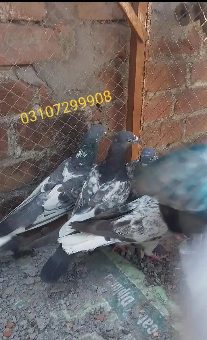 teddy golden Sialkot 15 pace 1000 pear Patti wale 15 pace 500 pear pac — photo 5