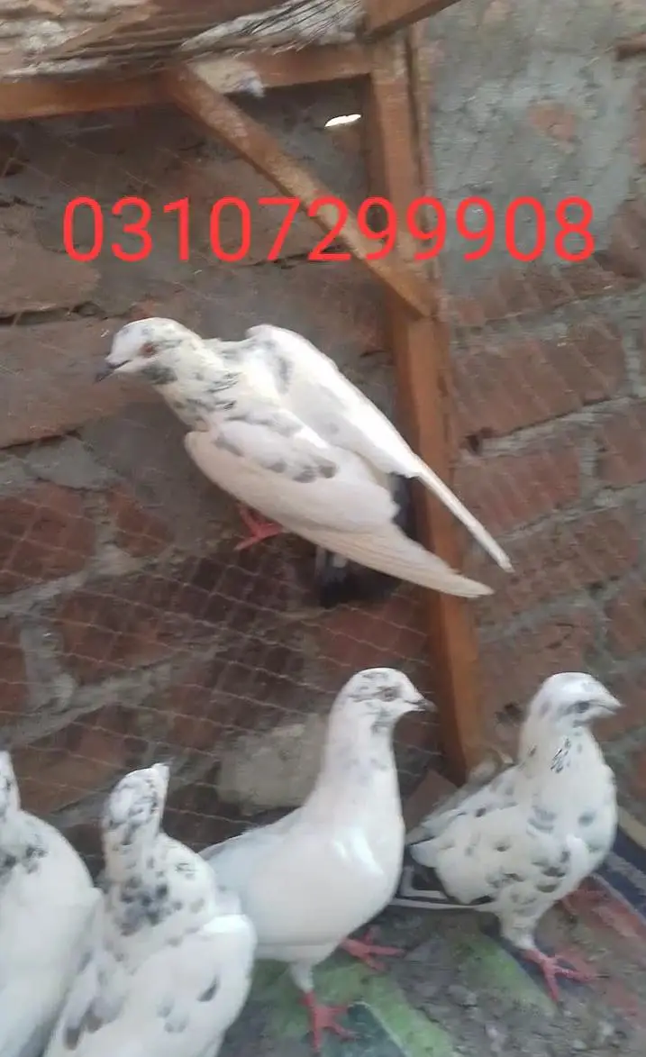 teddy golden Sialkot 15 pace 1000 pear Patti wale 15 pace 500 pear pac — photo 6