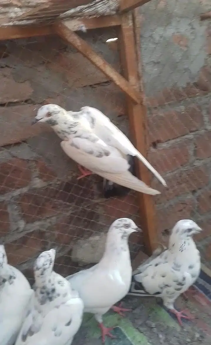 teddy golden Sialkot 15 pace 1000 pear Patti wale 15 pace 500 pear pac — photo 7
