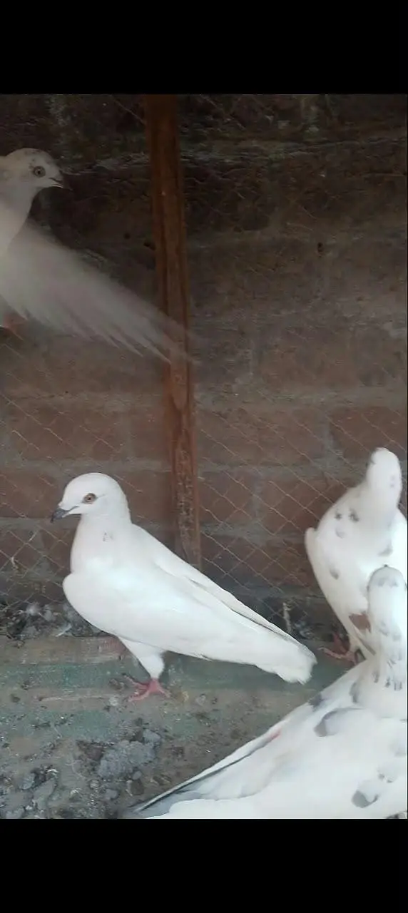 teddy golden Sialkot 15 pace 1000 pear Patti wale 15 pace 500 pear pac — photo 8