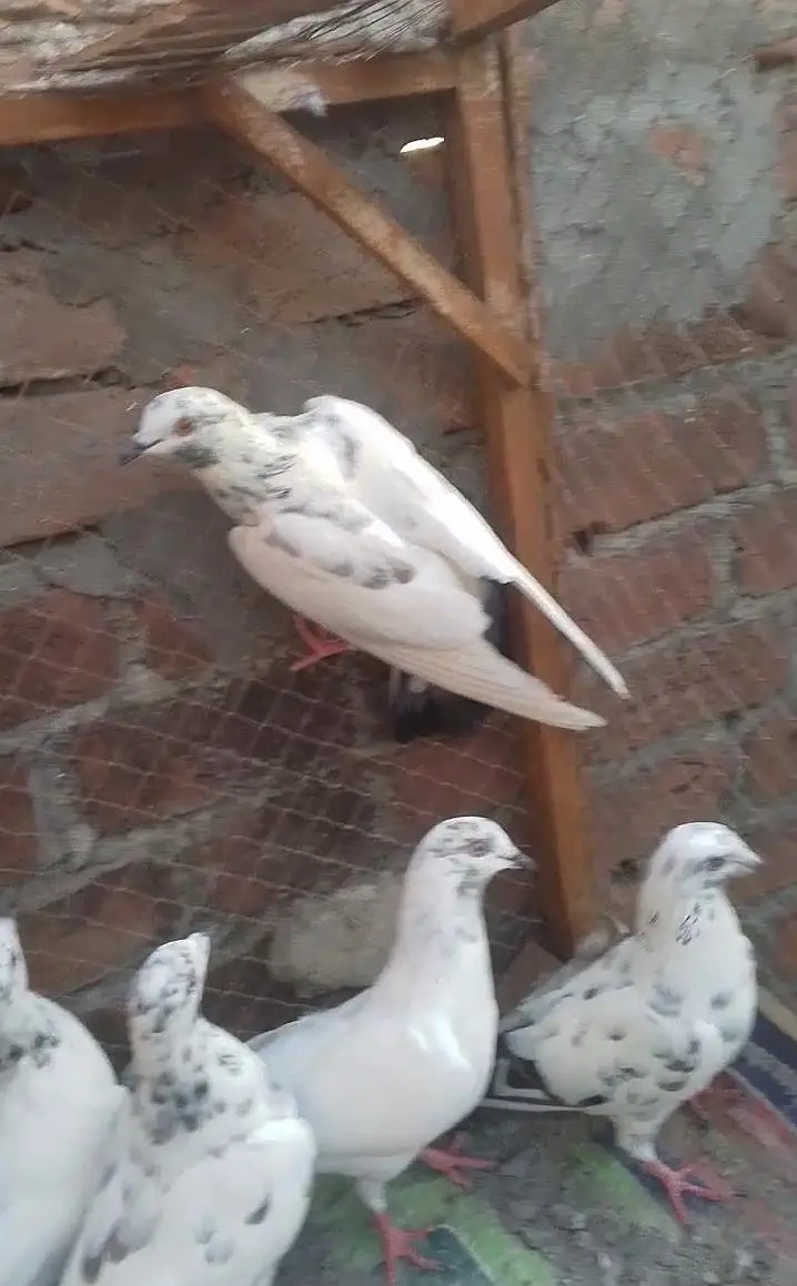 teddy golden Sialkot 15 pace 1000 pear Patti wale 15 pace 500 pear pac — photo 10