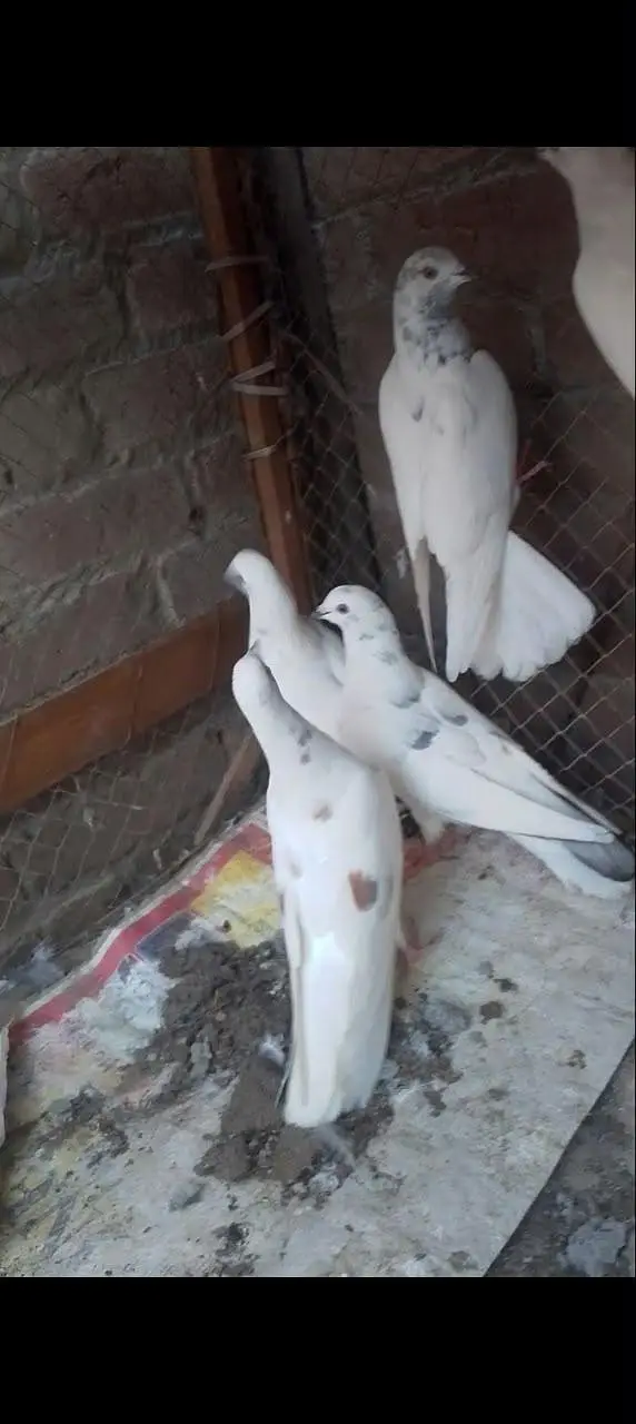 teddy golden Sialkot 15 pace 1000 pear Patti wale 15 pace 500 pear pac — photo 12