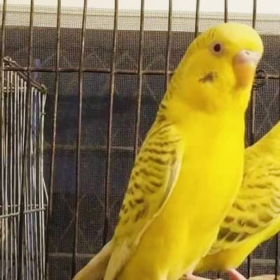 Fellow female