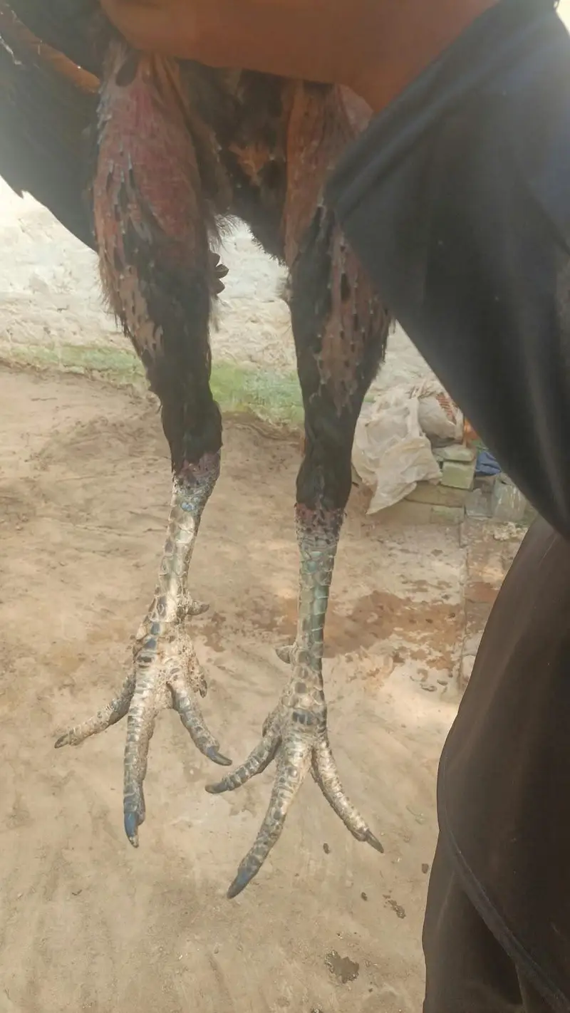 pure dregon aseel — photo 2