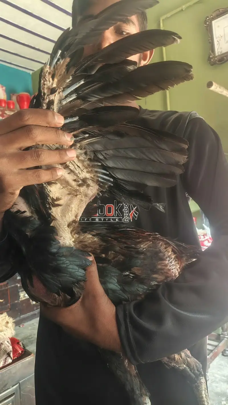 pure dregon aseel — photo 4