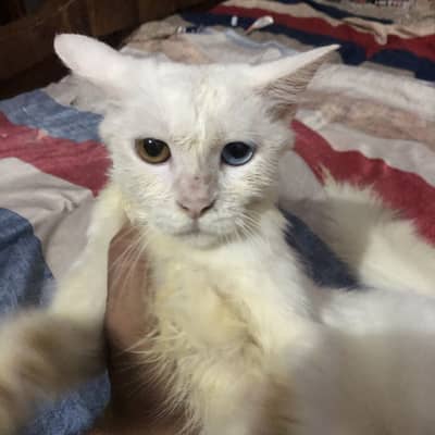 Persian cat for sale doll face active and playful kitten